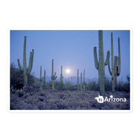 tsgabrielle® • Arizona 🌵 - Saguaro National Park • Sticker Bubble-Free • 3 Sizes • 5.5″×5.5″ Vinyl Removable